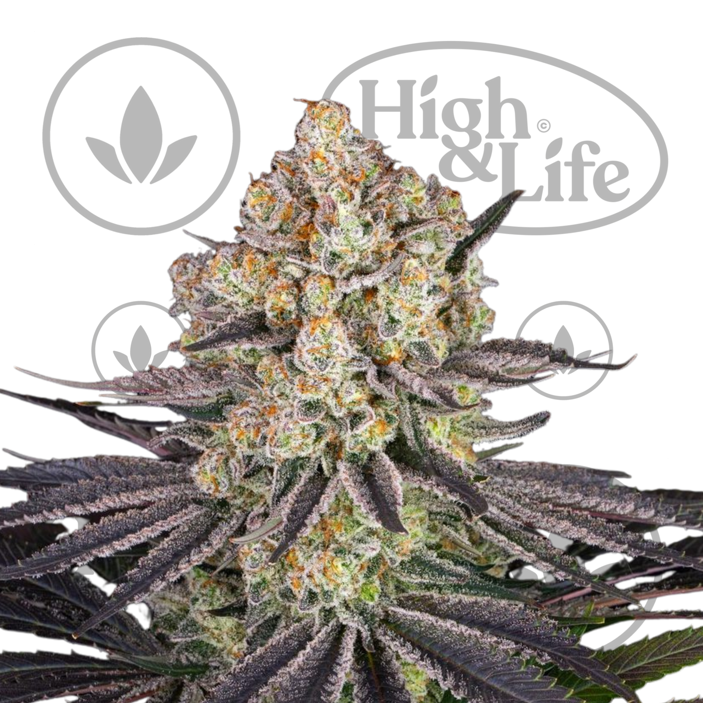 Osta Runtz kannabiksen siemenet High & Life Storesta