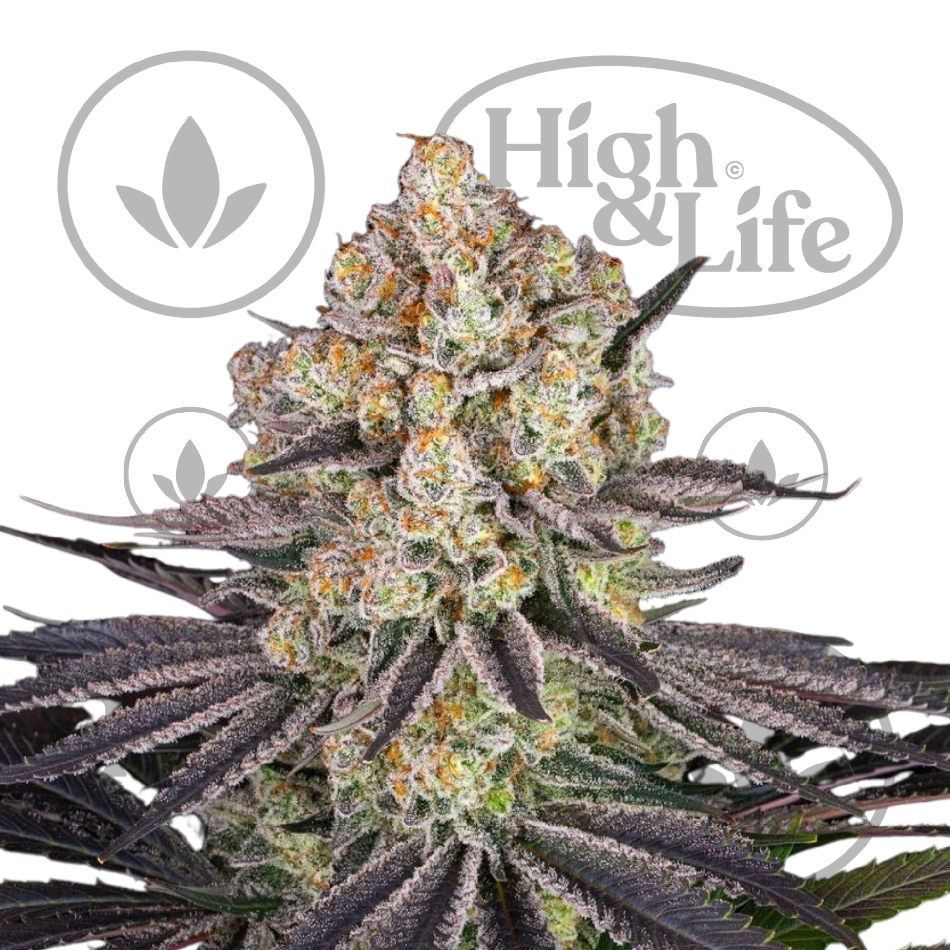 Osta Runtz kannabiksen siemenet High & Life Storesta