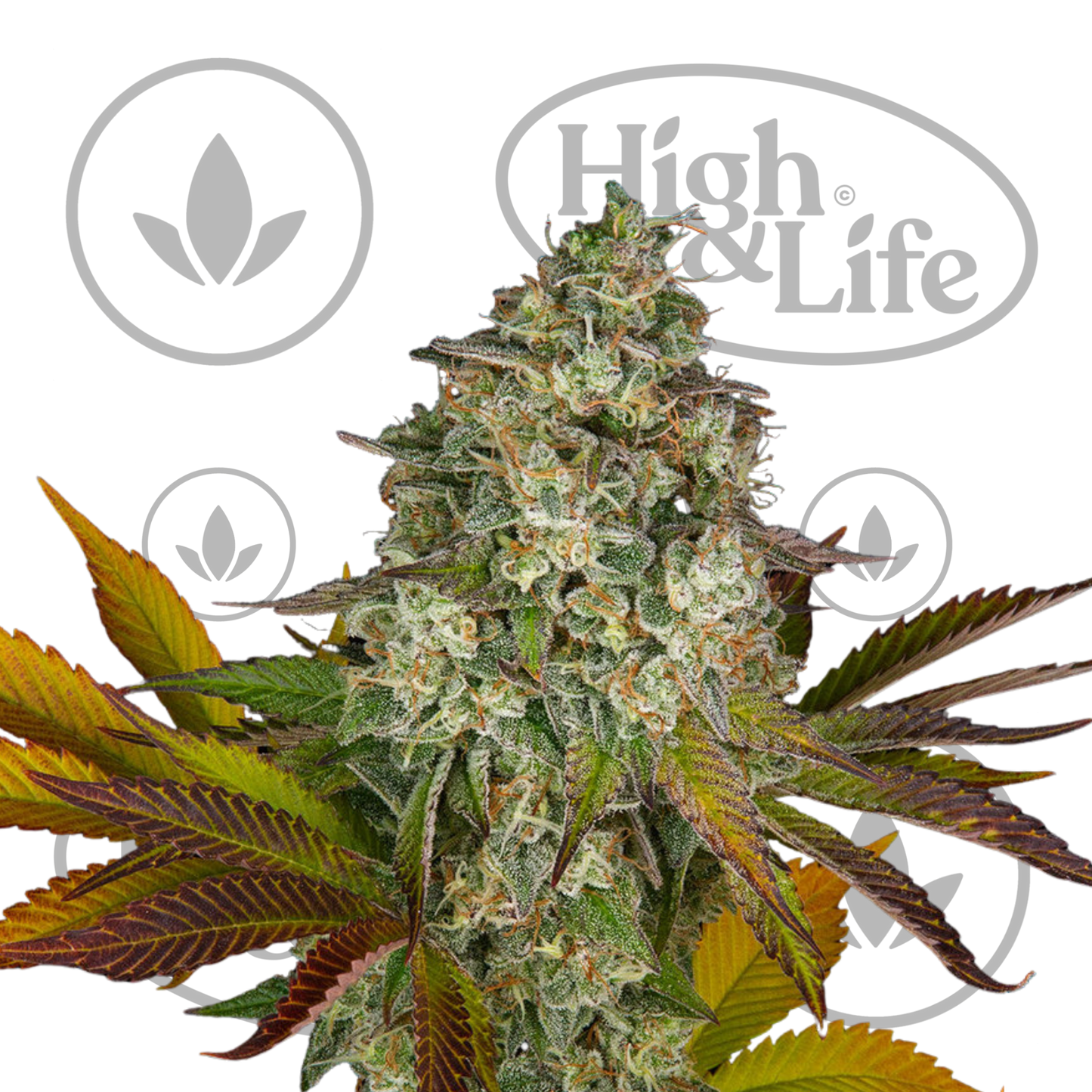 Osta Cookies Kush Auto kannabiksen siemenet High & Life Storesta