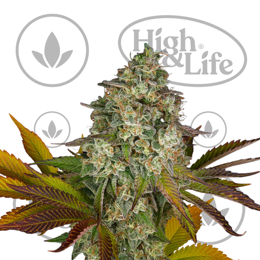 Osta Cookies Kush Auto kannabiksen siemenet High & Life Storesta