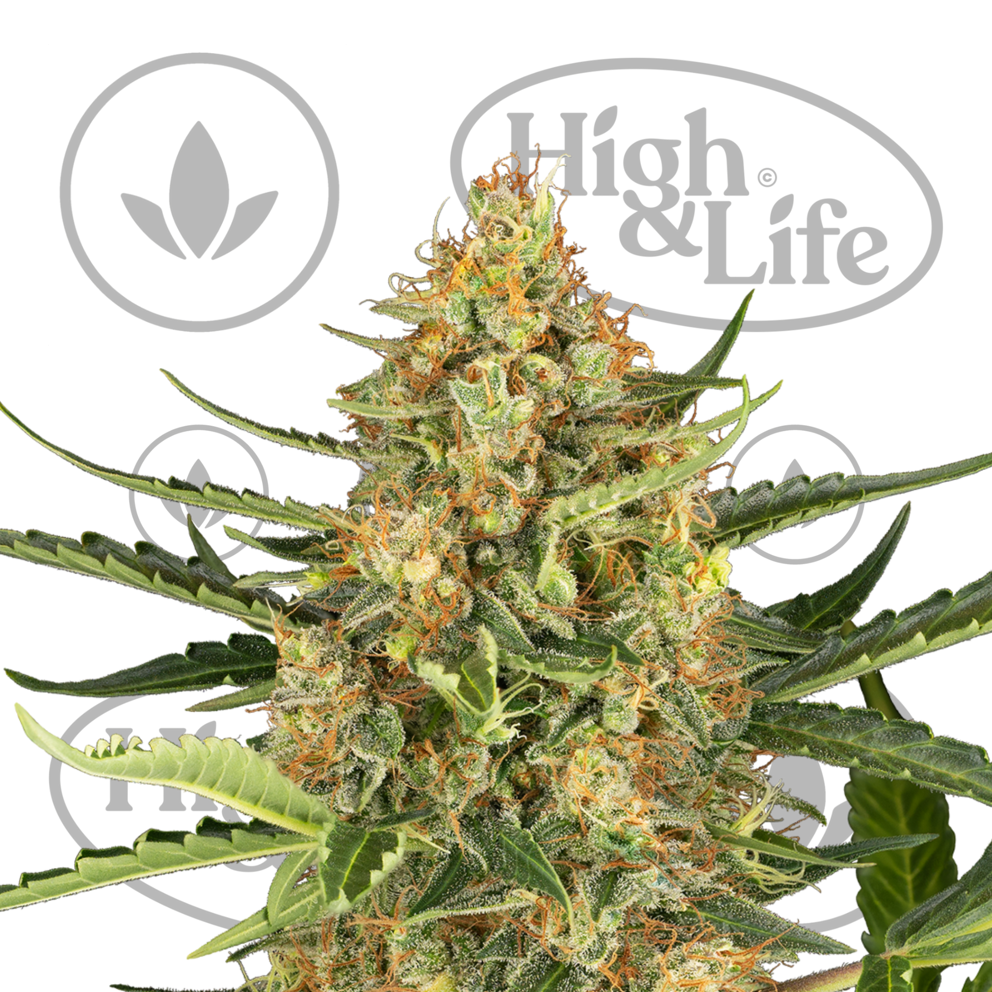 Osta Blueberry Bubblegum Auto kannabiksen siemenet High & Life Storesta