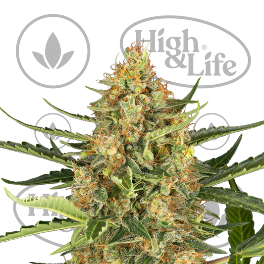 Osta Blueberry Bubblegum Auto kannabiksen siemenet High & Life Storesta