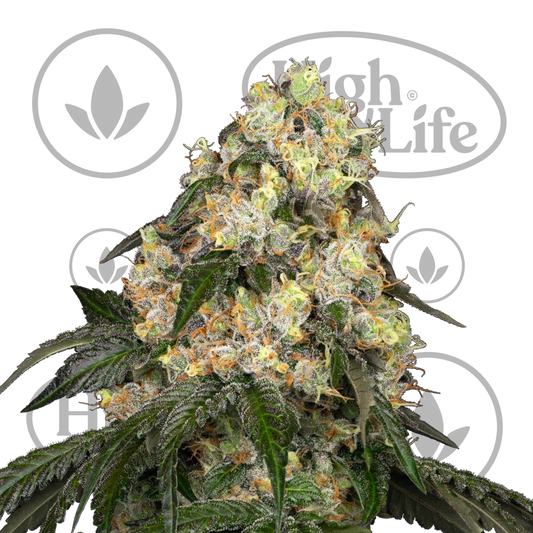 Osta White Biscotti OG XXL kannabiksen siemenet High & Life Storesta