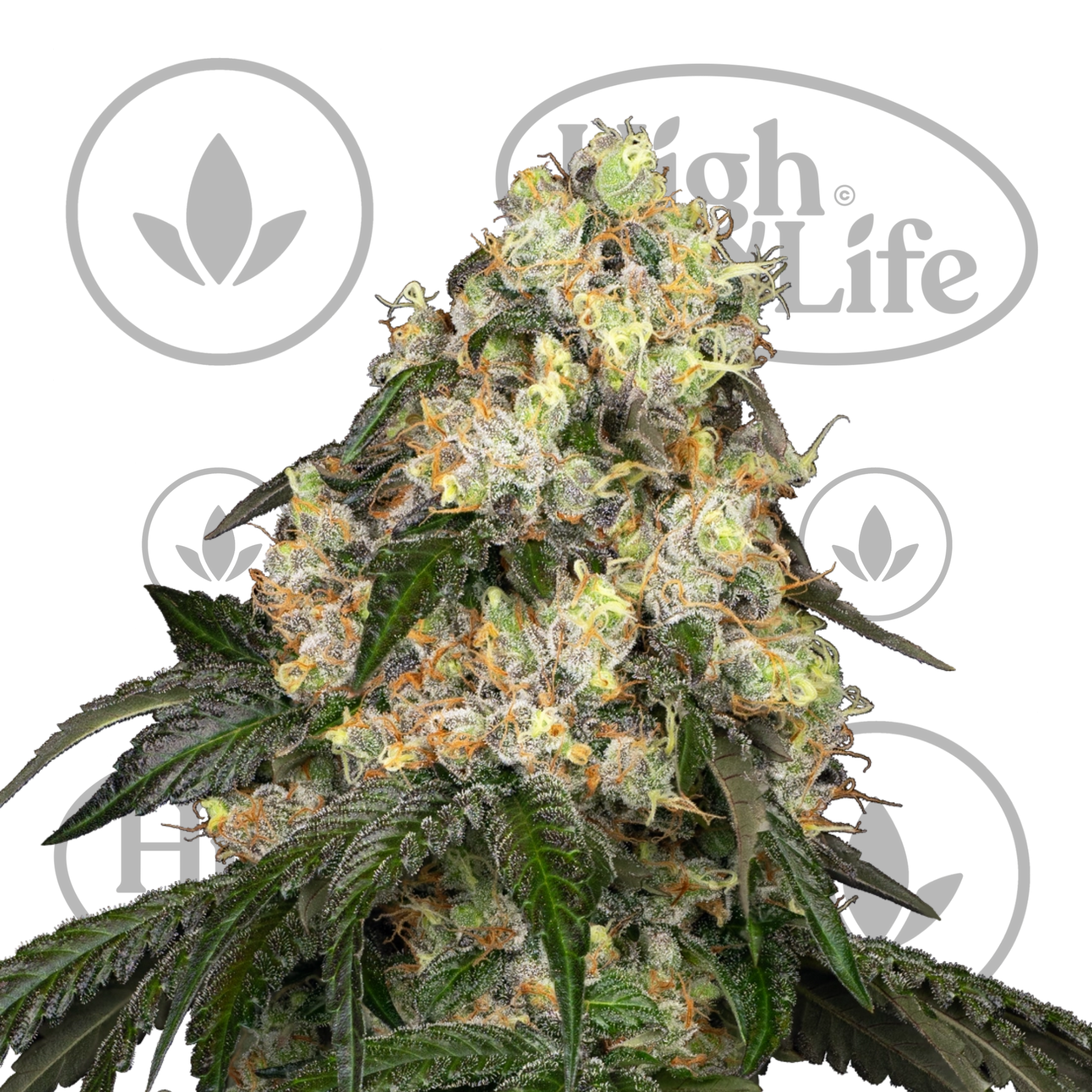 Osta White Biscotti OG XXL kannabiksen siemenet High & Life Storesta