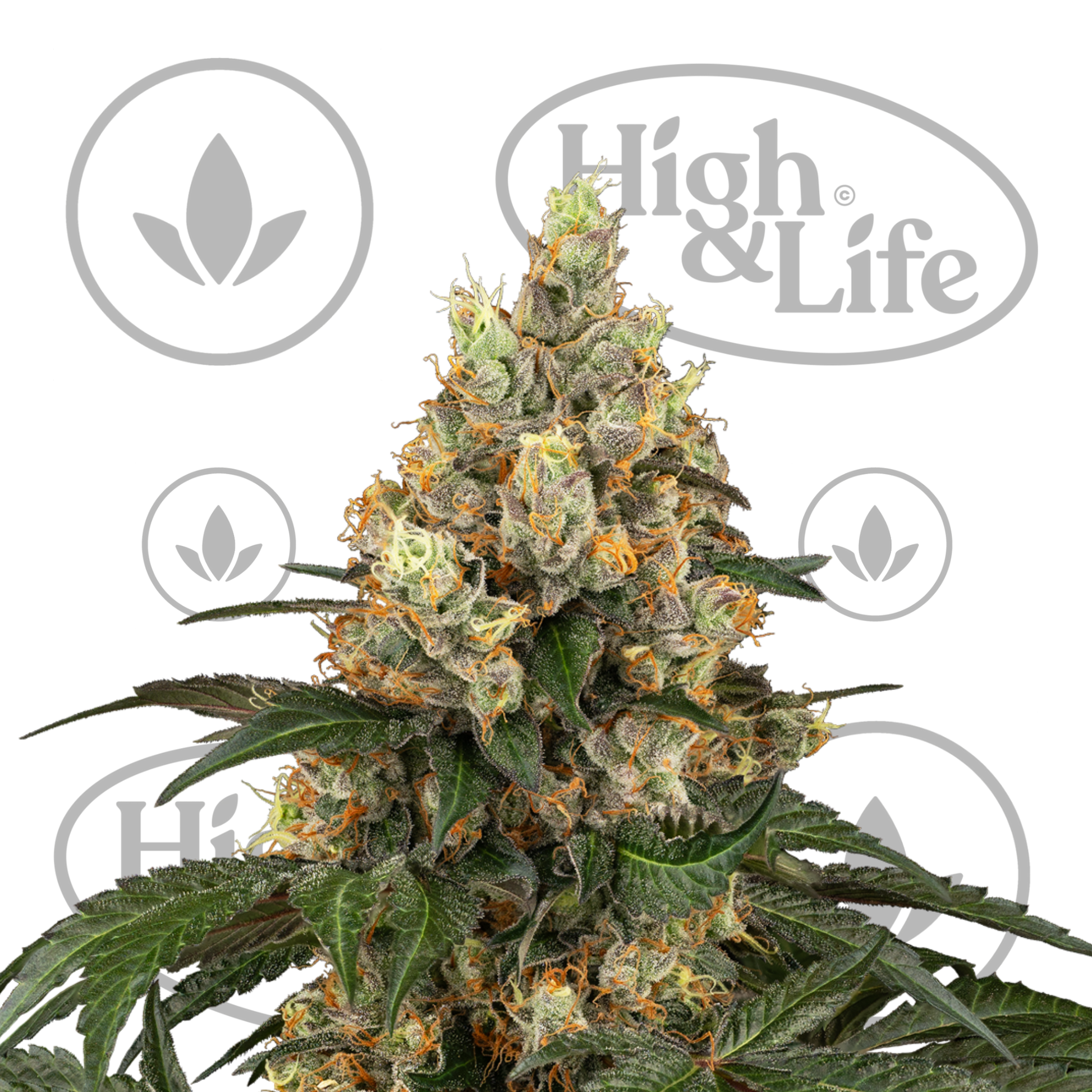 Osta Chocolate Rainbow XXL kannabiksen siemenet High & Life Storesta