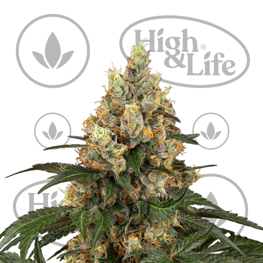 Osta Chocolate Rainbow XXL kannabiksen siemenet High & Life Storesta