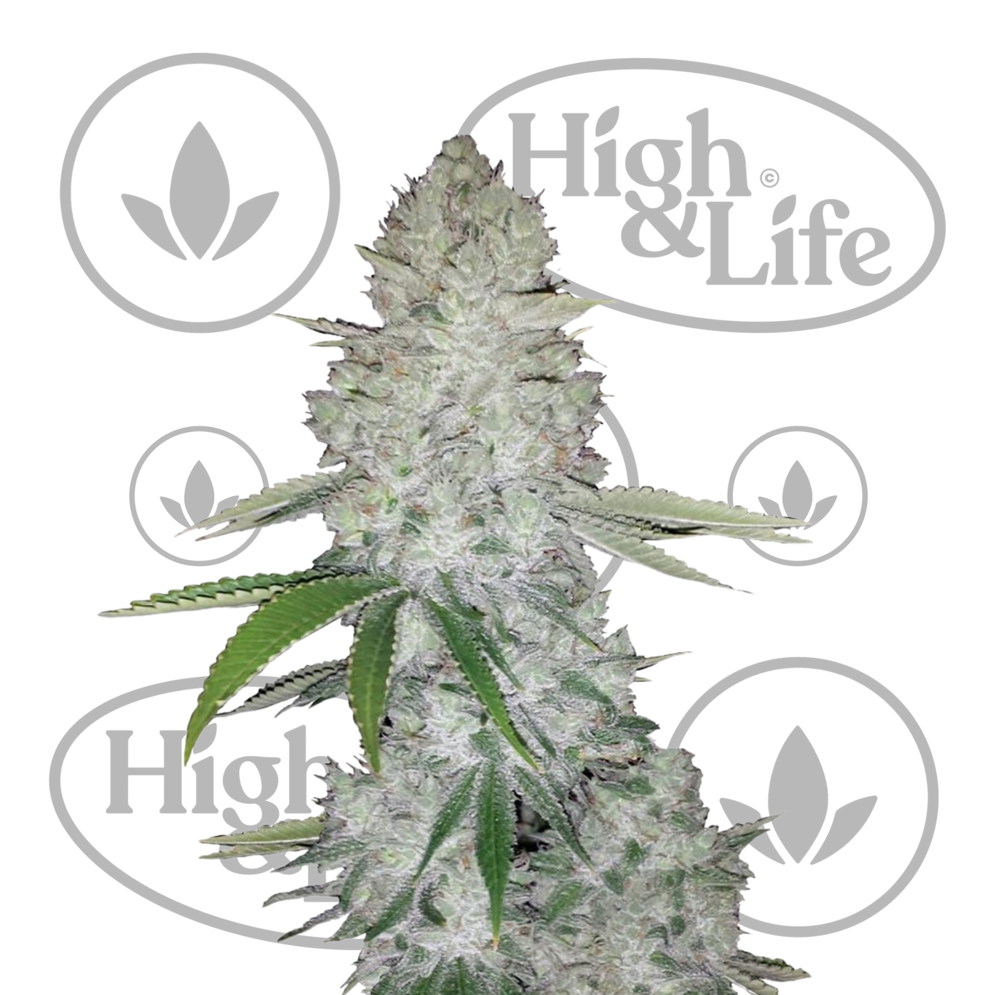 Osta Gorilla Glue Auto kannabiksen siemenet High & Life Storesta