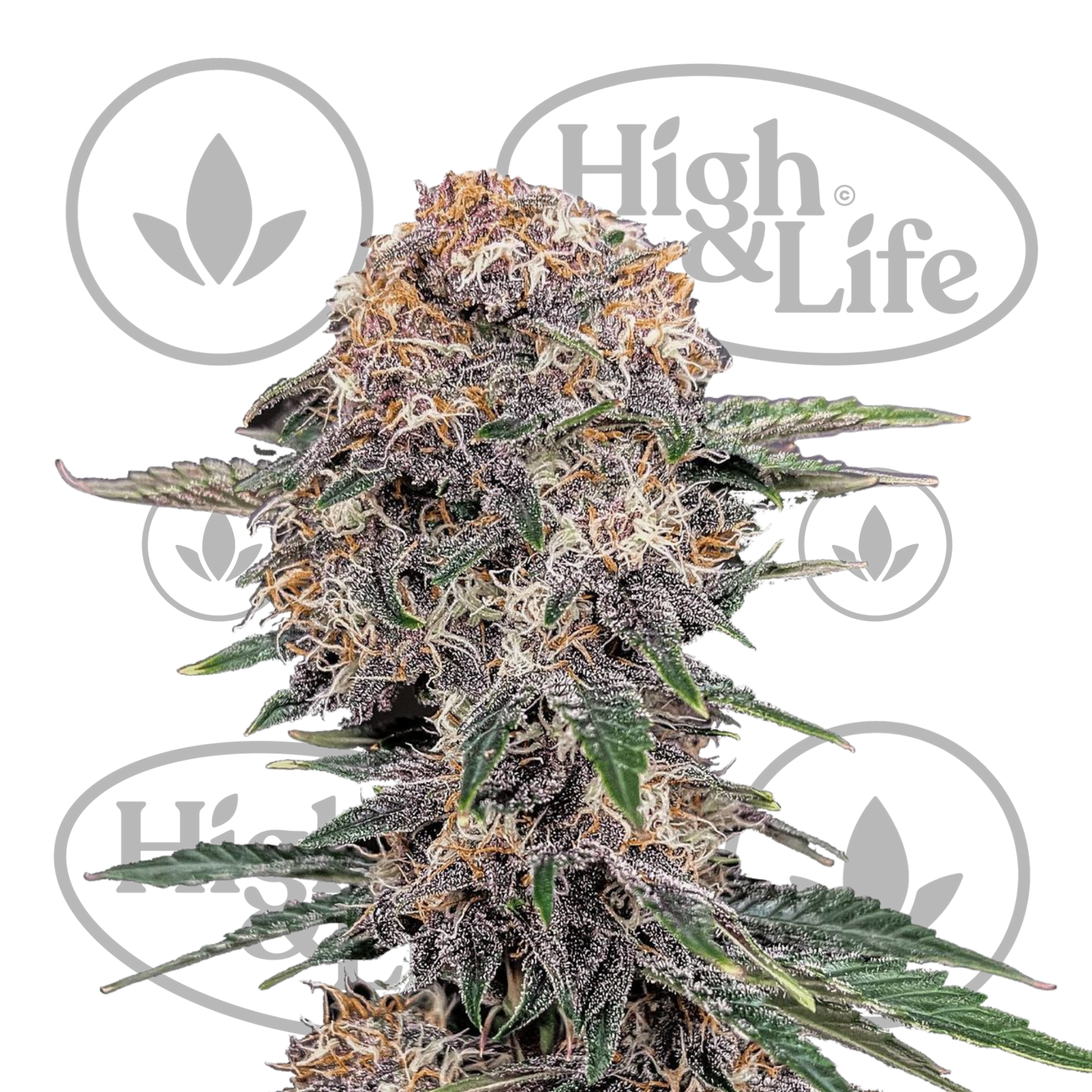 Osta Cherry Cola Auto kannabiksen siemenet High & Life Storesta