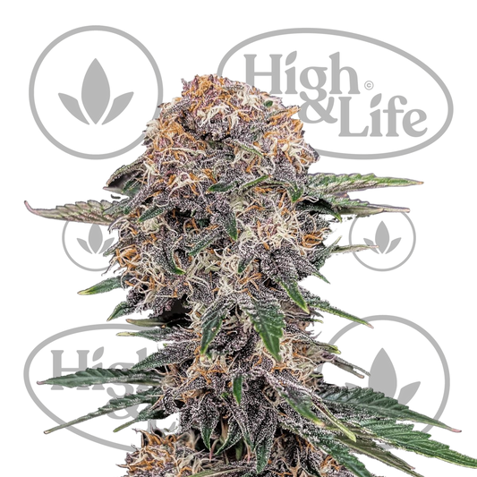 Osta Cherry Cola Auto kannabiksen siemenet High & Life Storesta