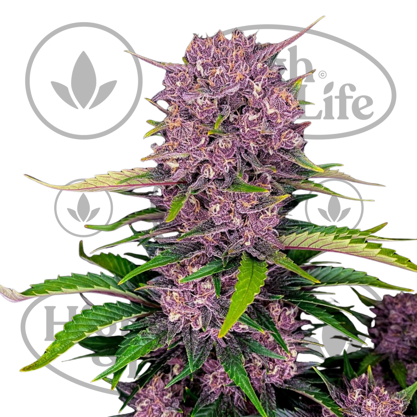 Osta Purple Lemonade Auto kannabiksen siemenet High & Life Storesta