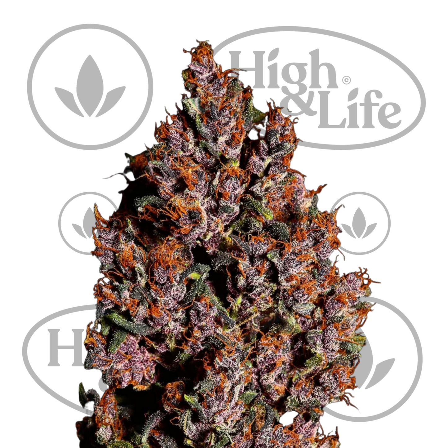 Osta Crystal Meth Auto kannabiksen siemenet High & Life Storesta