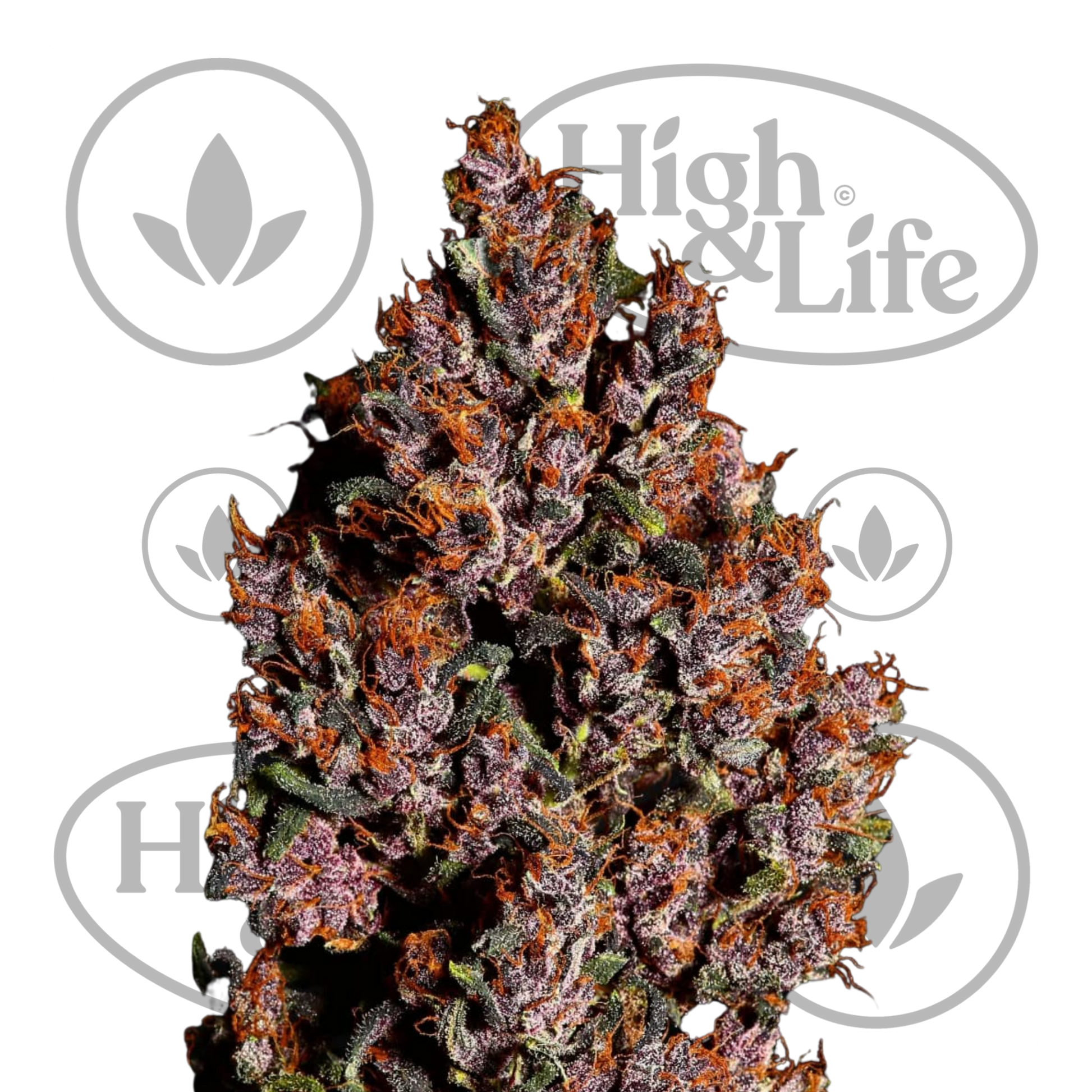 Osta Crystal Meth Auto kannabiksen siemenet High & Life Storesta