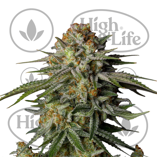 Osta GG4 Sherbet FF kannabiksen siemenet High & Life Storesta