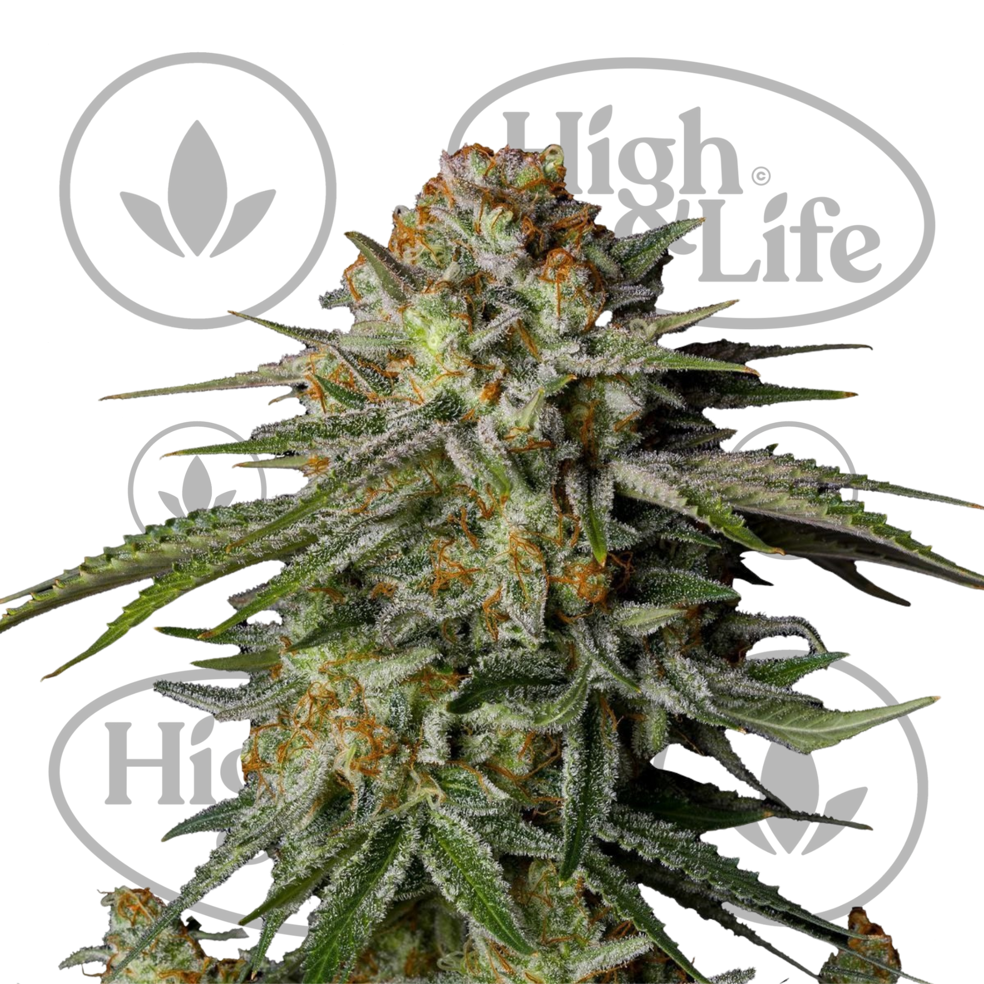 Osta GG4 Sherbet FF kannabiksen siemenet High & Life Storesta