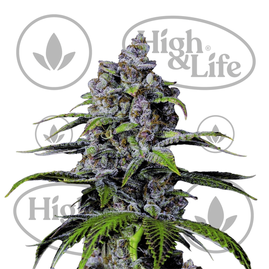 Osta Purple Lemonade FF kannabiksen siemenet High & Life Storesta