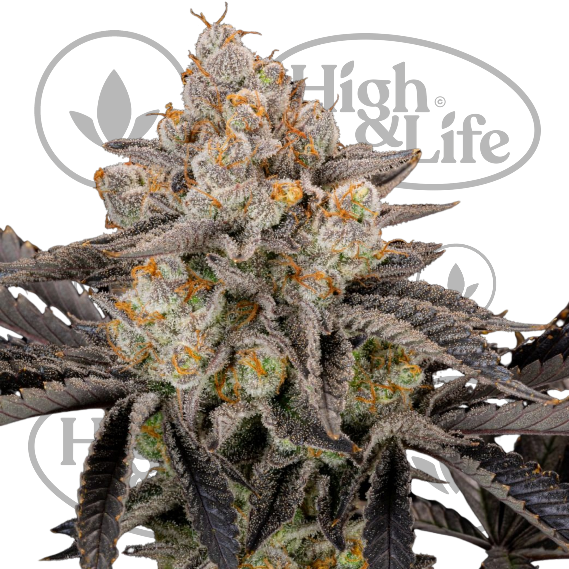 Osta Gorilla Cookies FF kannabiksen siemenet High & Life Storesta