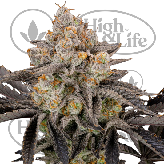 Osta Gorilla Cookies FF kannabiksen siemenet High & Life Storesta