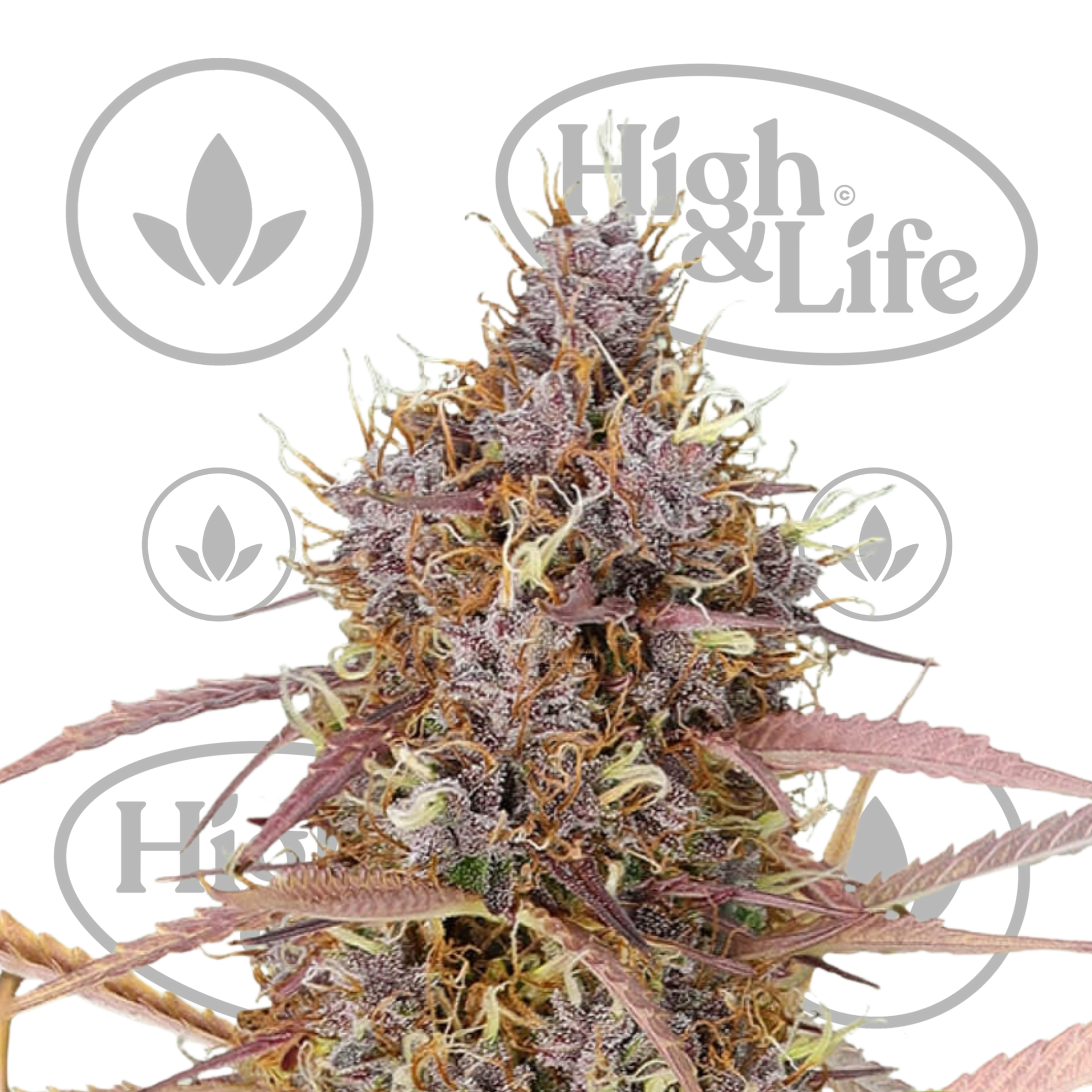 Osta Special Queen Auto kannabiksen siemenet High & Life Storesta