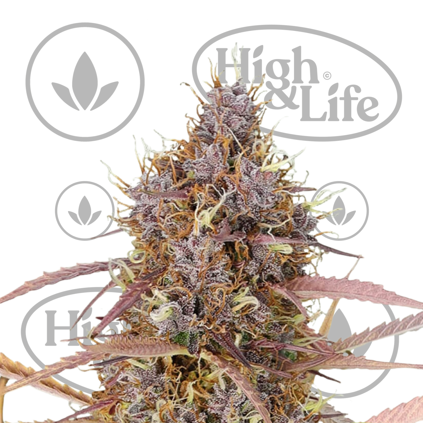 Osta Special Queen Auto kannabiksen siemenet High & Life Storesta