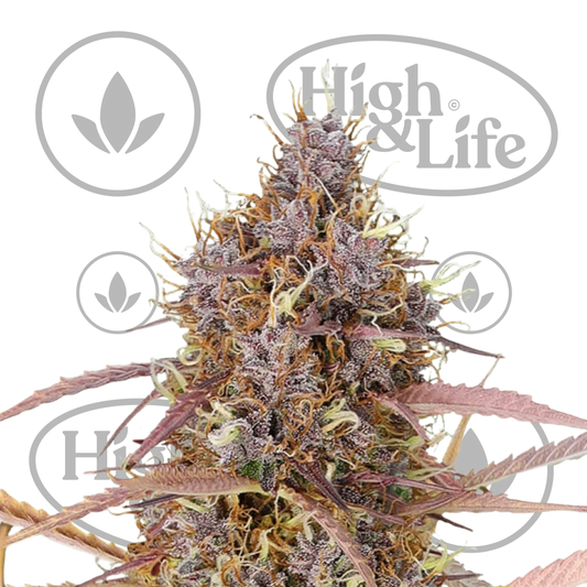 Osta Special Queen Auto kannabiksen siemenet High & Life Storesta