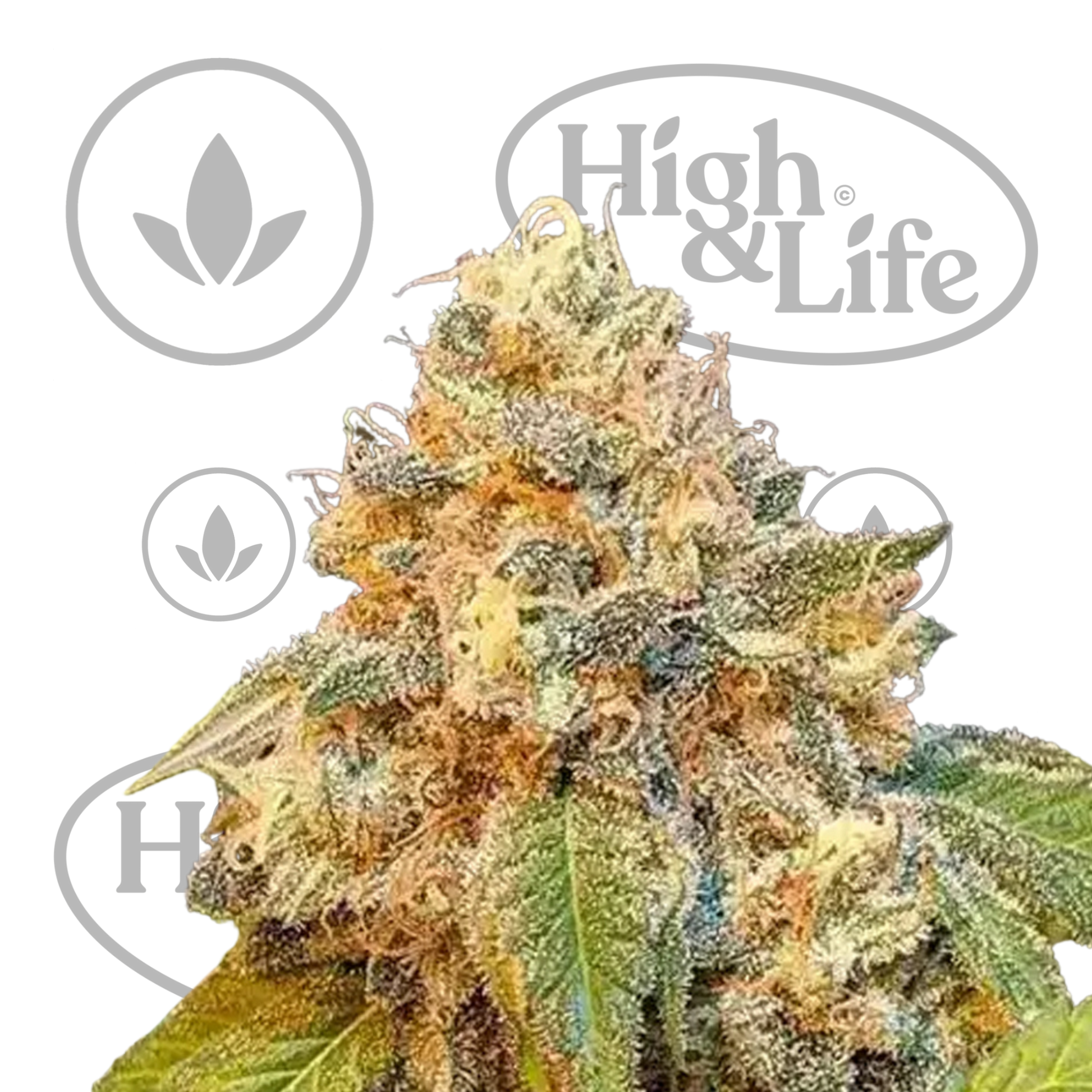 Osta Chocolopez kannabiksen siemenet High & Life Storesta