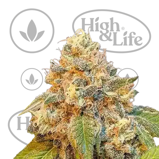 Osta Chocolopez kannabiksen siemenet High & Life Storesta