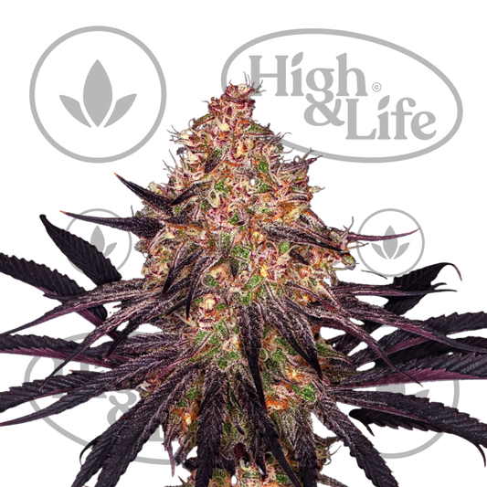 Osta Ayahuasca Purple kannabiksen siemenet High & Life Storesta