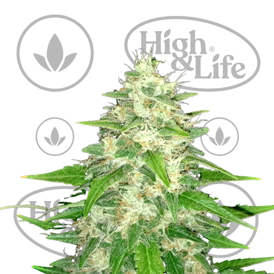 Osta Gorilla Glue #4 kannabiksen siemenet High & Life Storesta