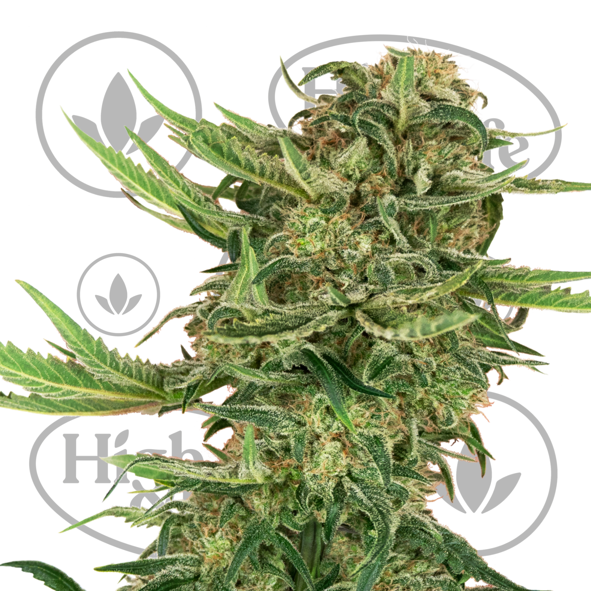 Osta N13 Kush kannabiksen siemenet High & Life Storesta