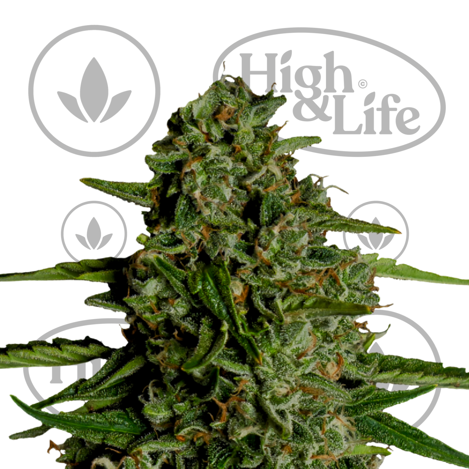 Osta Medusa F1 Auto kannabiksen siemenet High & Life Storesta