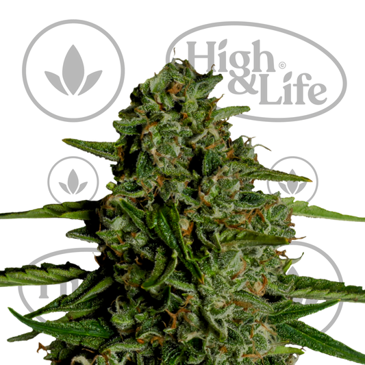 Osta Medusa F1 Auto kannabiksen siemenet High & Life Storesta