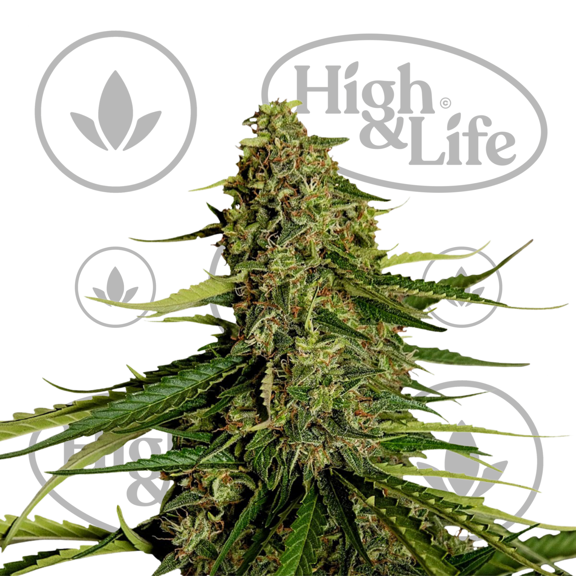 Osta Gaia F1 Auto kannabiksen siemenet High & Life Storesta