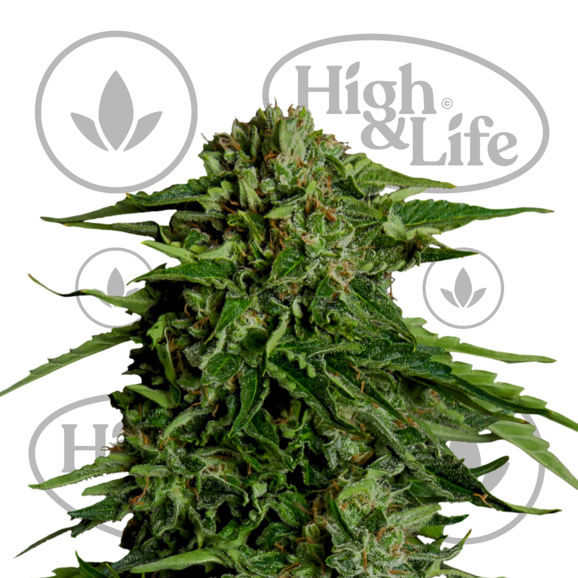 Osta Epsilon F1 Auto kannabiksen siemenet High & Life Storesta