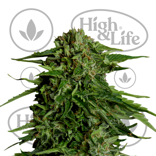 Osta Epsilon F1 Auto kannabiksen siemenet High & Life Storesta