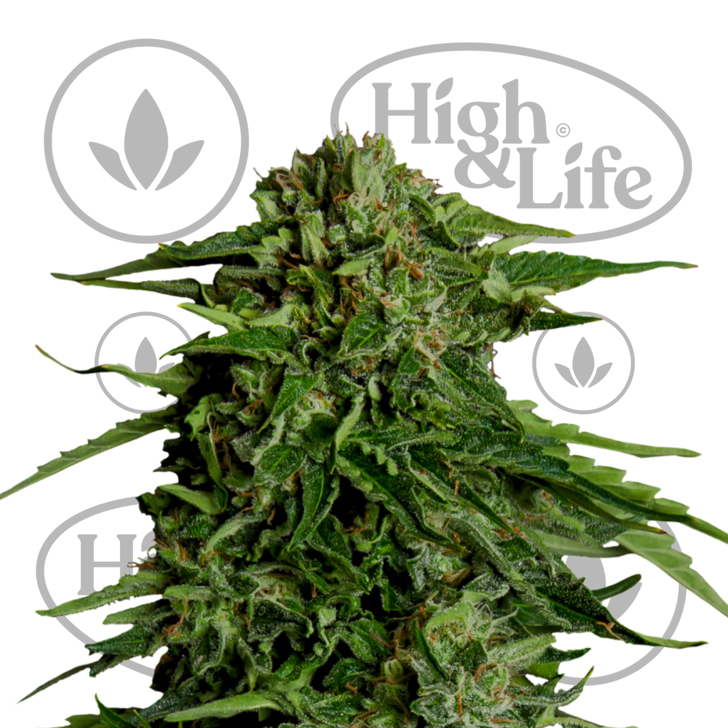 Osta Epsilon F1 Auto kannabiksen siemenet High & Life Storesta