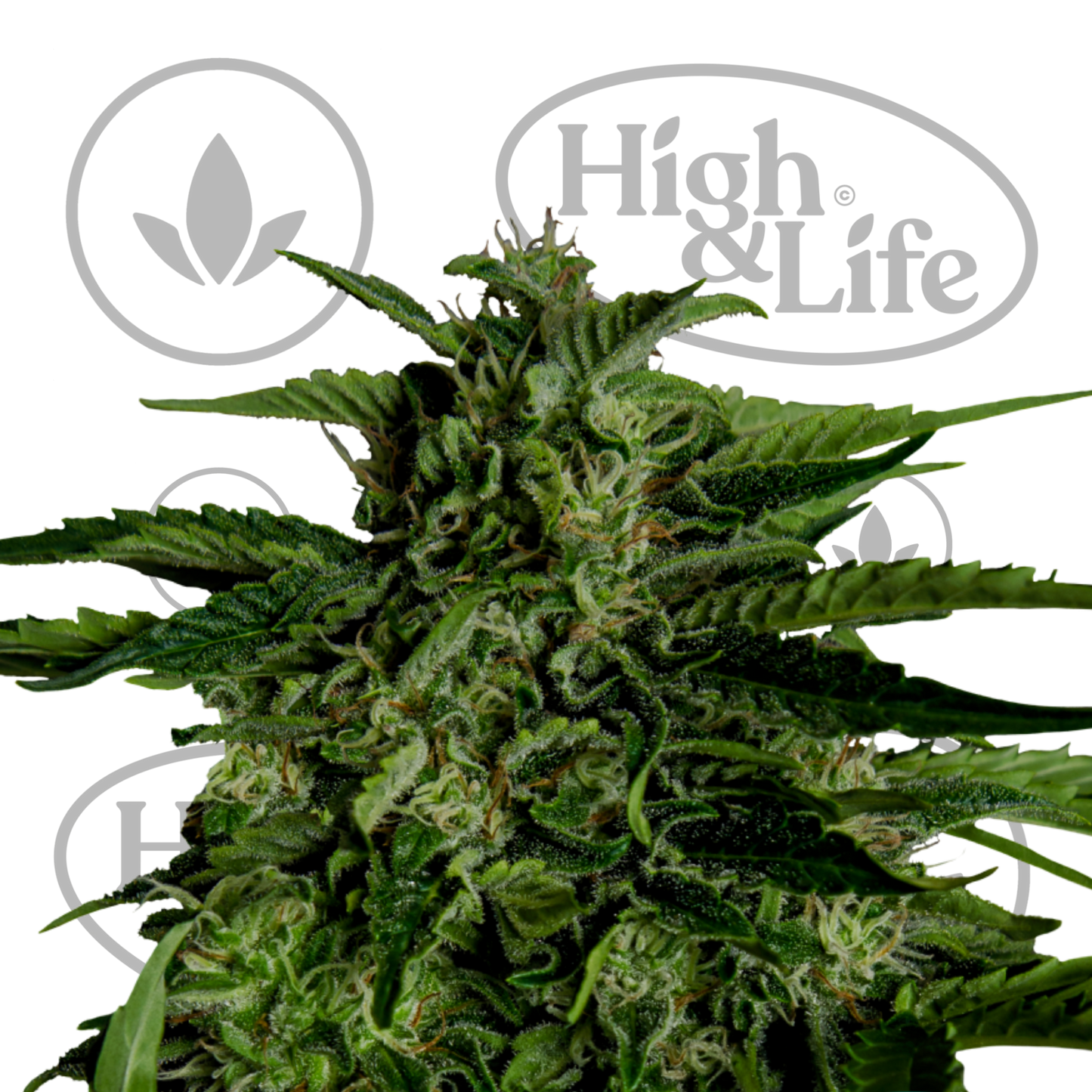 Osta Apollo F1 Auto kannabiksen siemenet High & Life Storesta