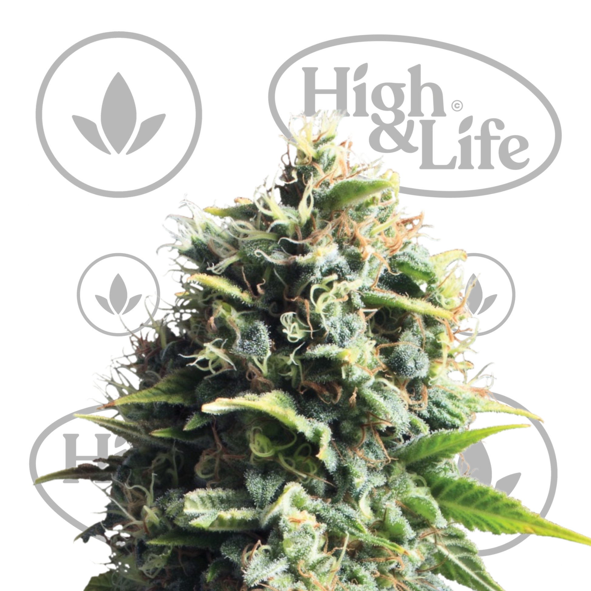 pineapple kush plant Pineapple Kush - (Royal Queen Seeds) - cannabis seeds