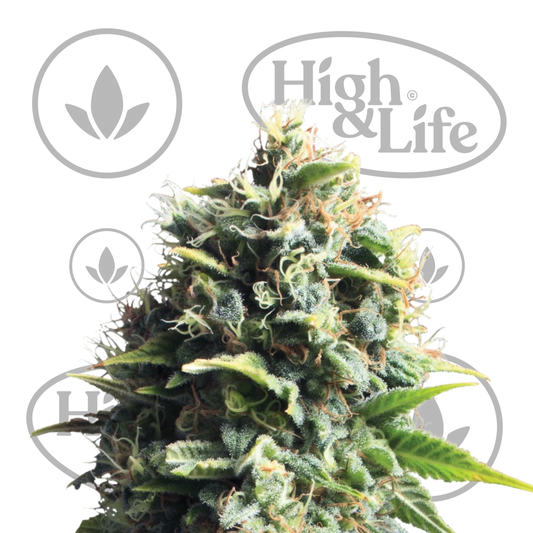 Osta Pineapple Kush kannabiksen siemenet High & Life Storesta