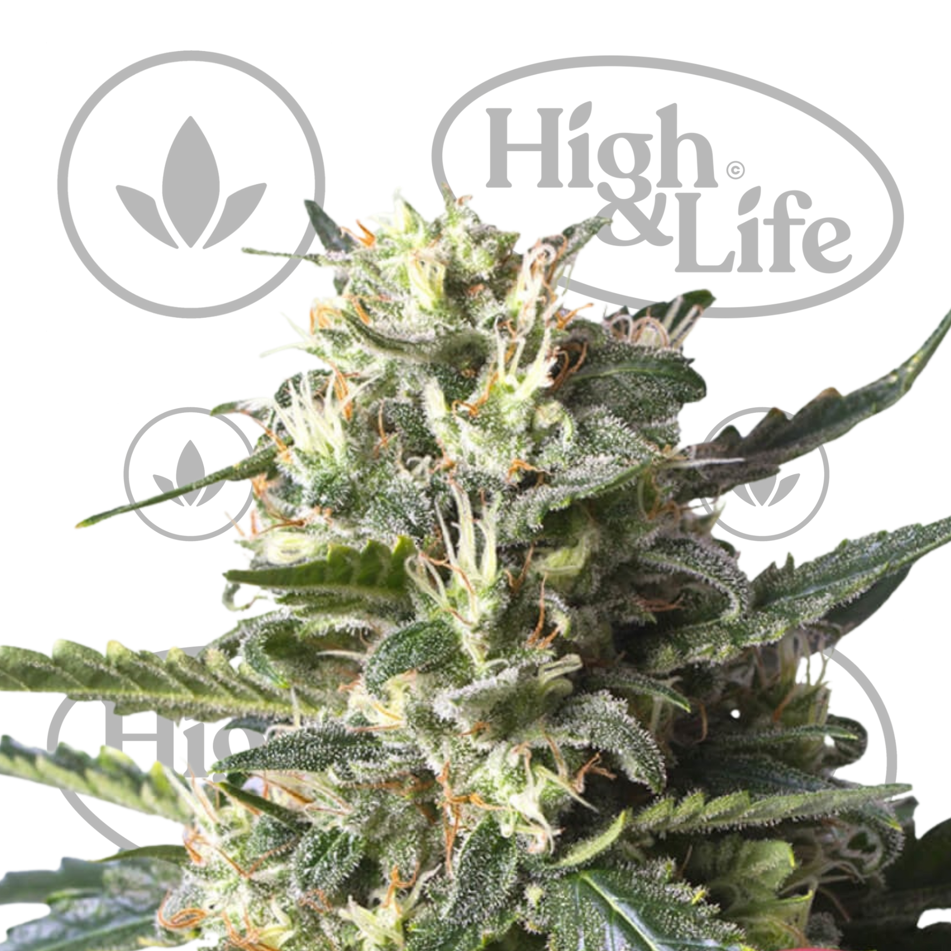 Osta Lemon Shining Silver Haze kannabiksen siemenet High & Life Storesta