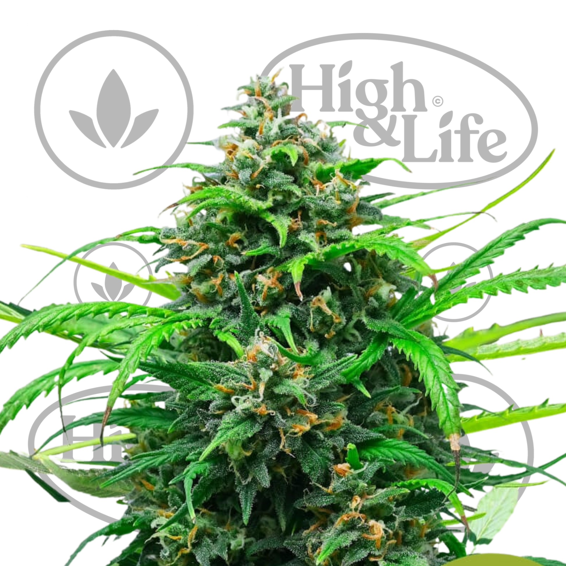 Osta Pink Runtz Auto kannabiksen siemenet High & Life Storesta