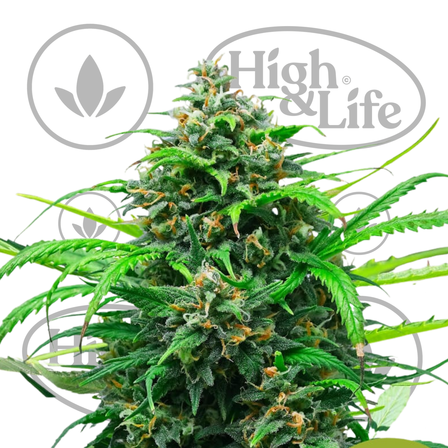 Osta Pink Runtz Auto kannabiksen siemenet High & Life Storesta