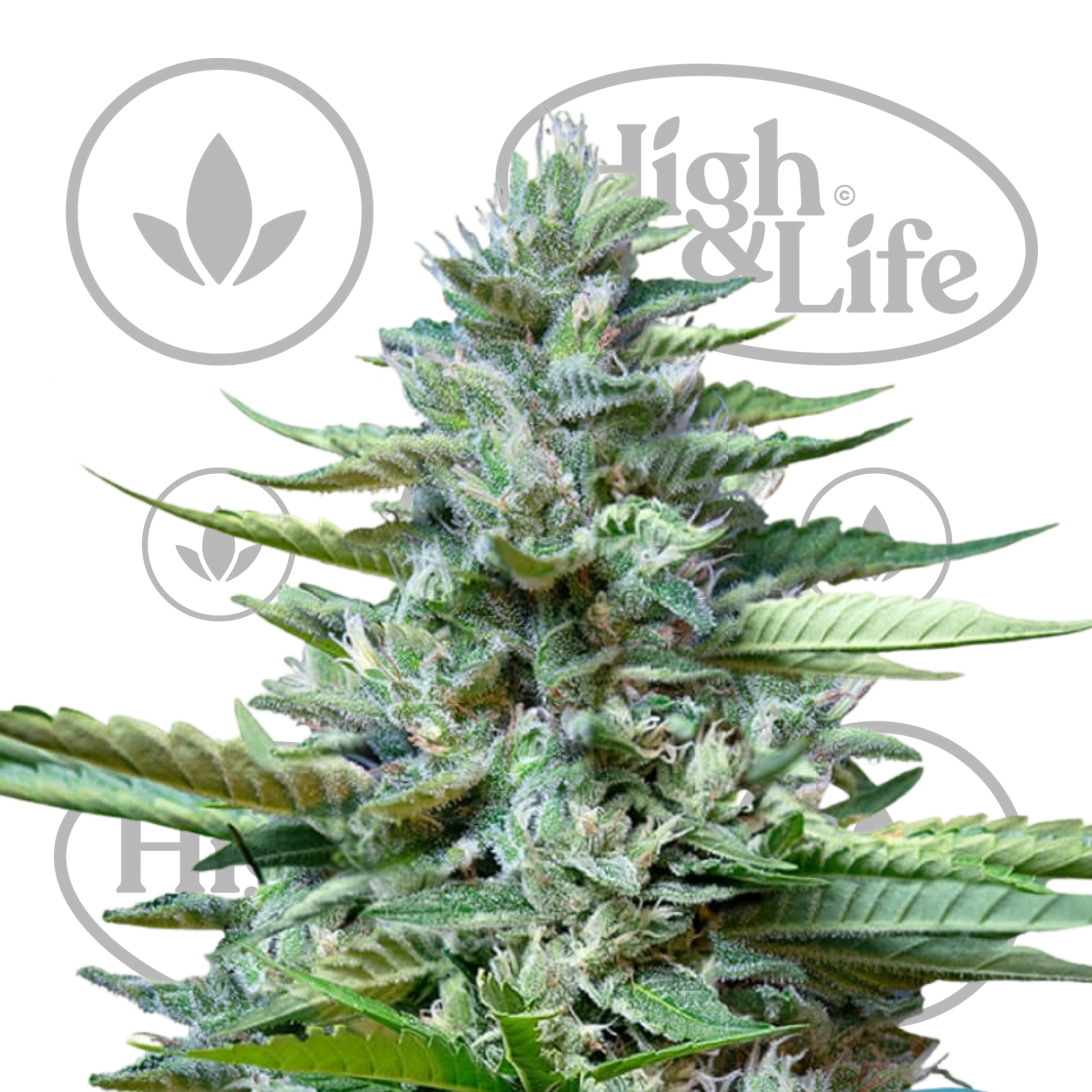 Osta Stress Killer Auto CBD kannabiksen siemenet High & Life Storesta