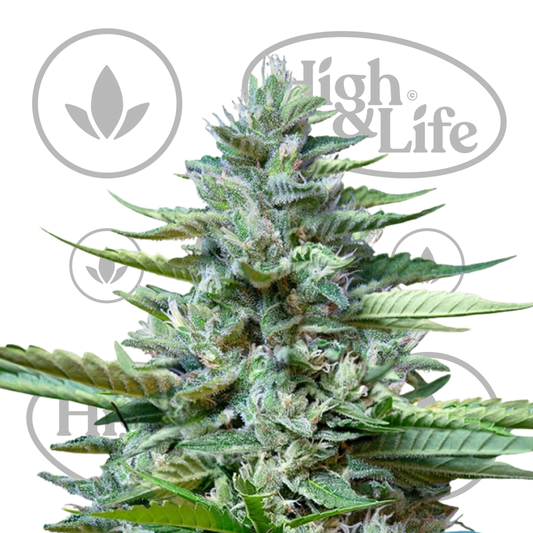 Osta Stress Killer Auto CBD kannabiksen siemenet High & Life Storesta