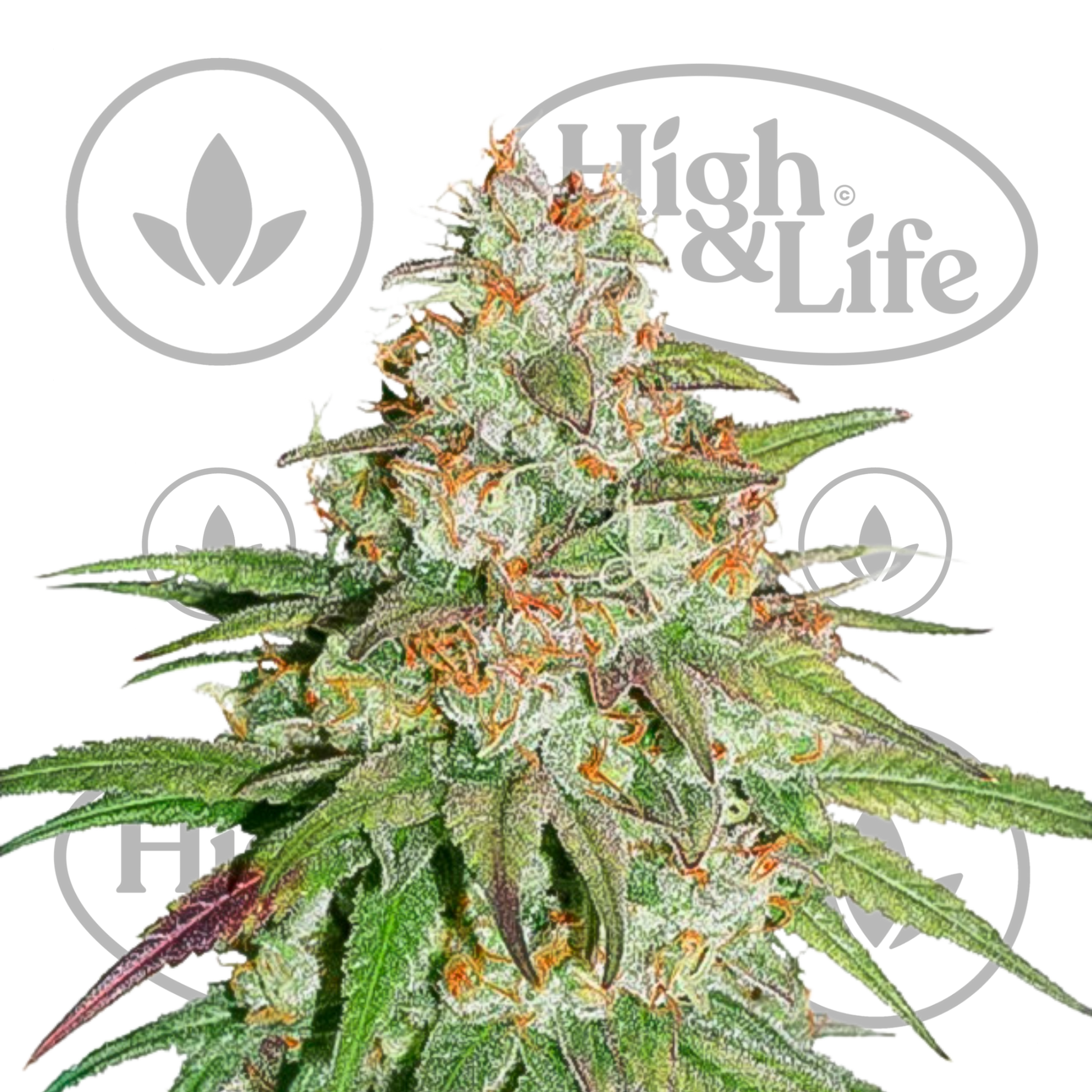 Osta Dutch Passion Glueberry OG kannabiksen siemenet High & Life Storesta