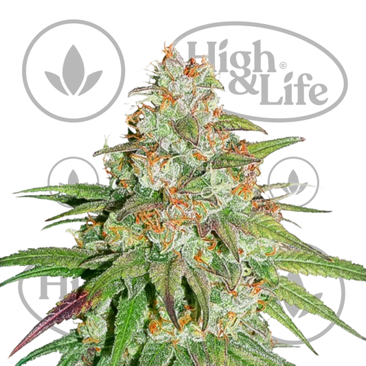 Osta Dutch Passion Glueberry OG kannabiksen siemenet High & Life Storesta