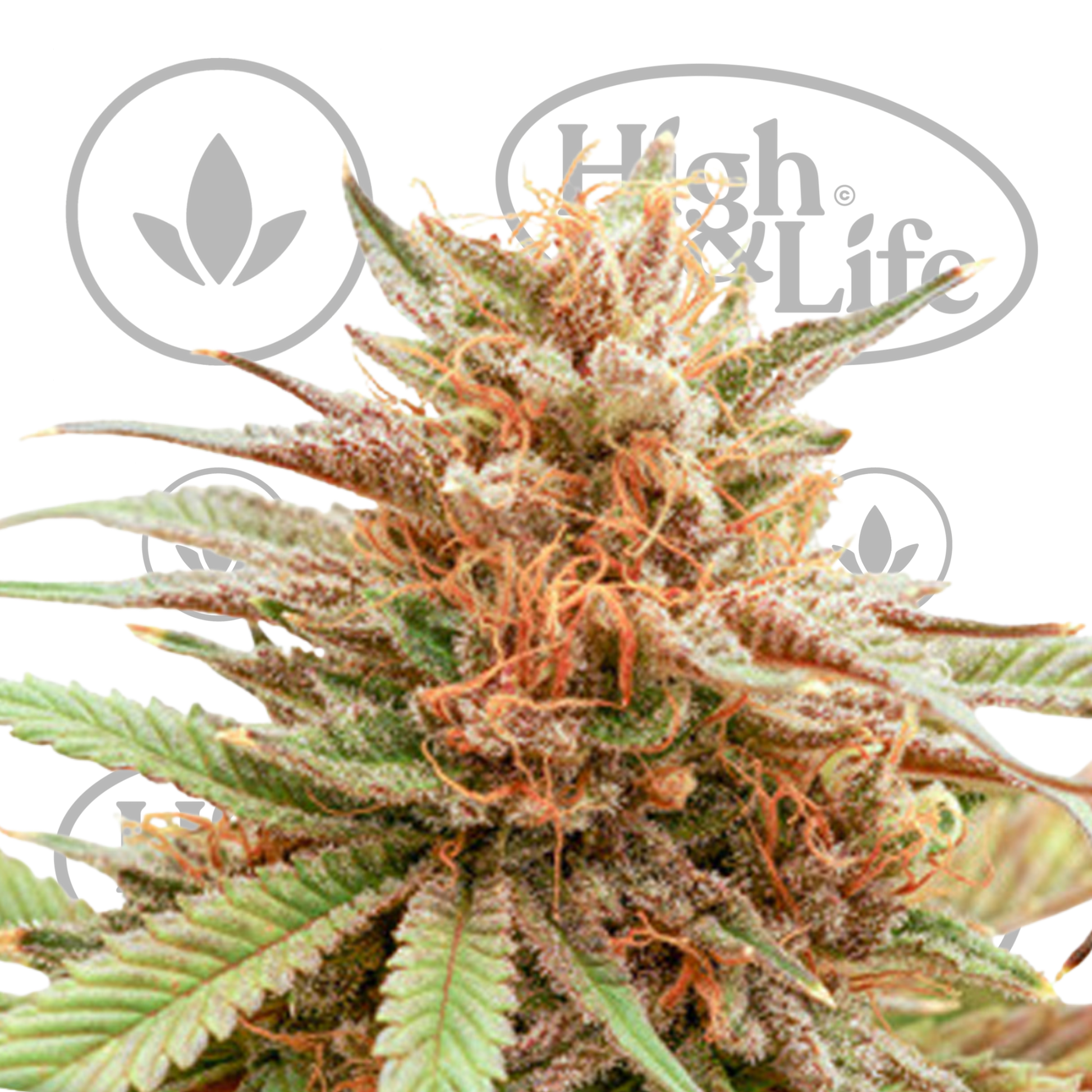 Osta Durban Dew  kannabiksen siemenet High & Life Storesta