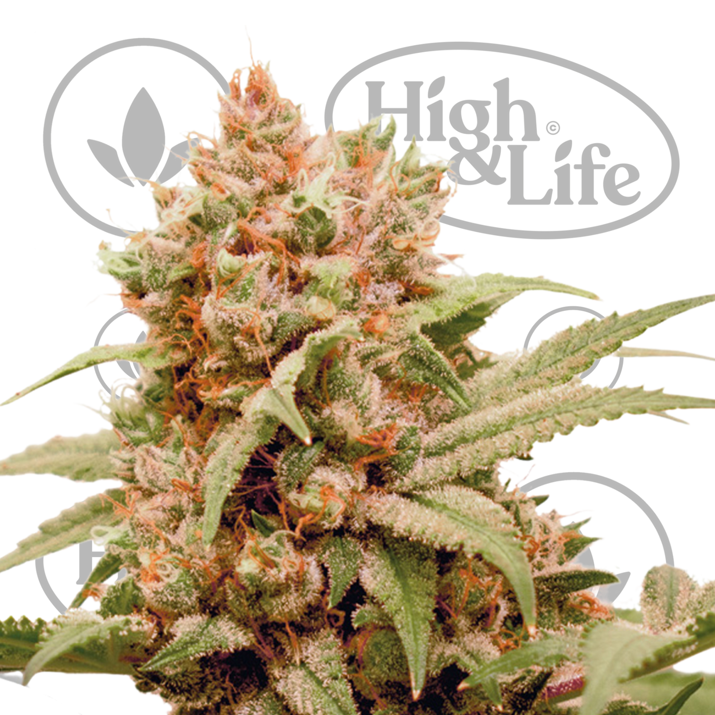 Osta CBG-Force kannabiksen siemenet High & Life Storesta