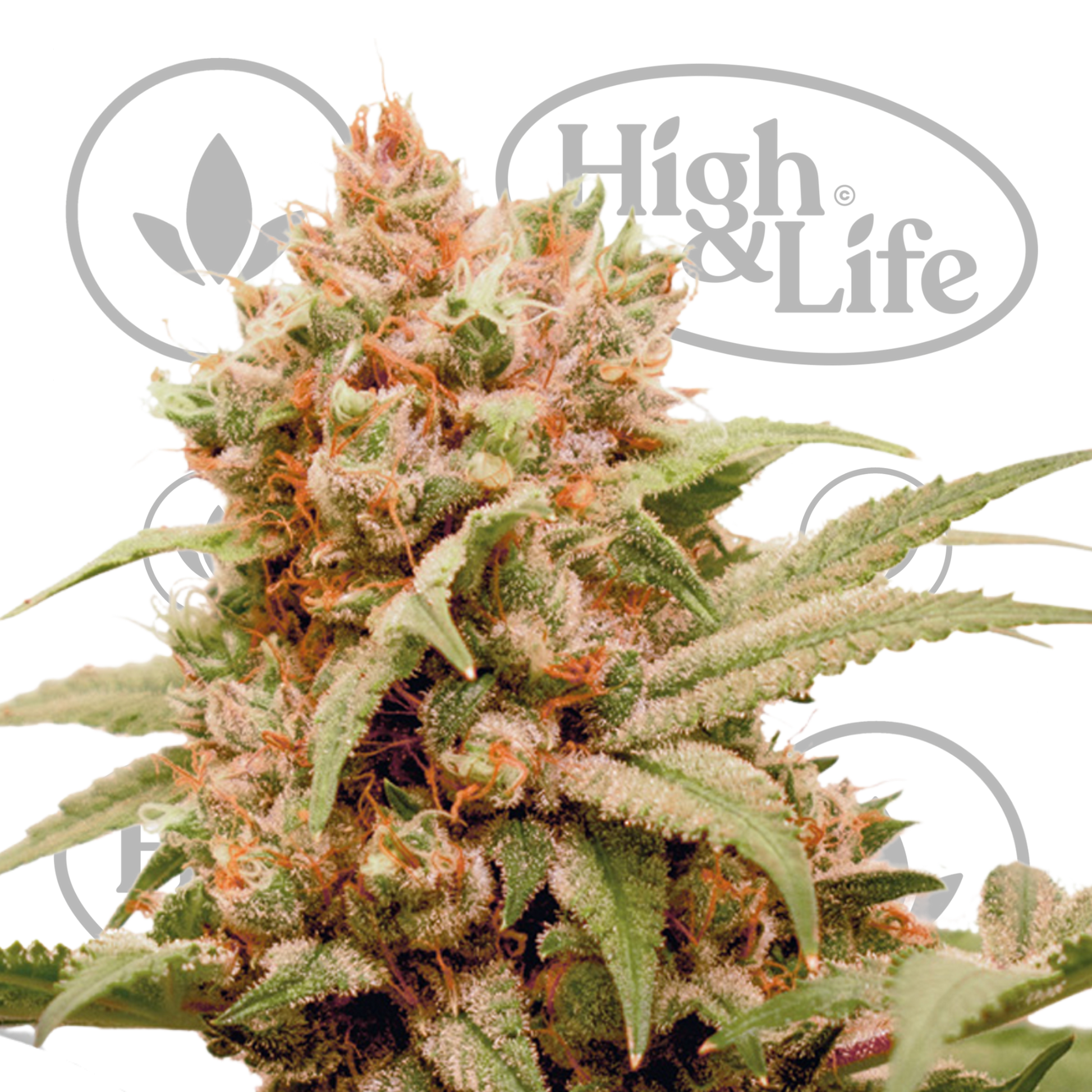 Osta CBG-Force kannabiksen siemenet High & Life Storesta