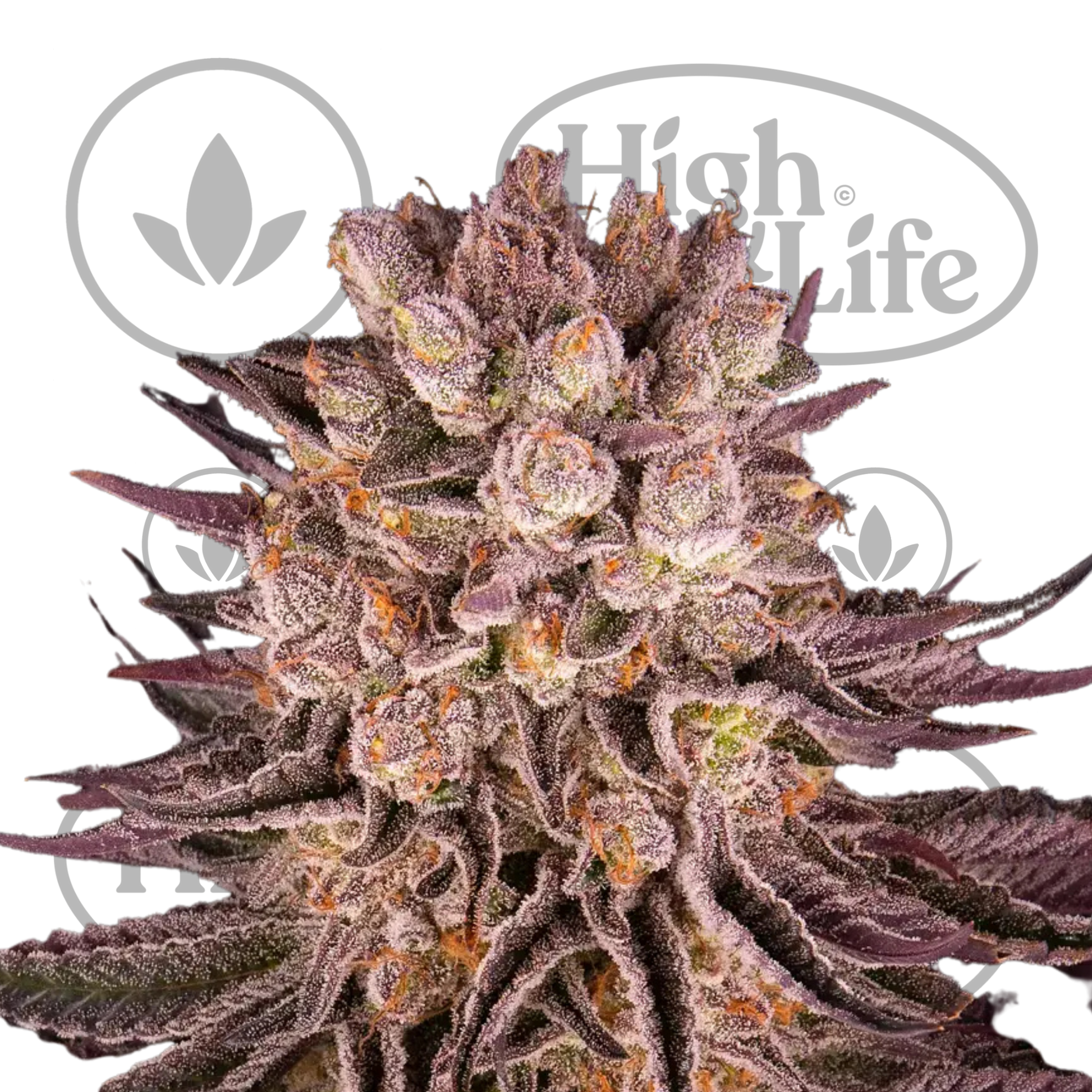 Mimosa X Orange Punch - (Barney's Farm) - cannabis seeds - High