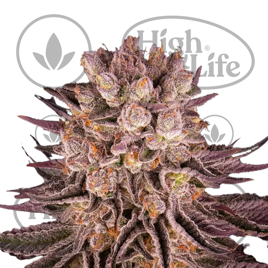 Osta Mimosa X Orange Punch kannabiksen siemenet High & Life Storesta